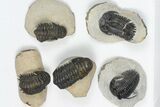 Lot: Assorted Devonian Trilobites - Pieces #84732-1